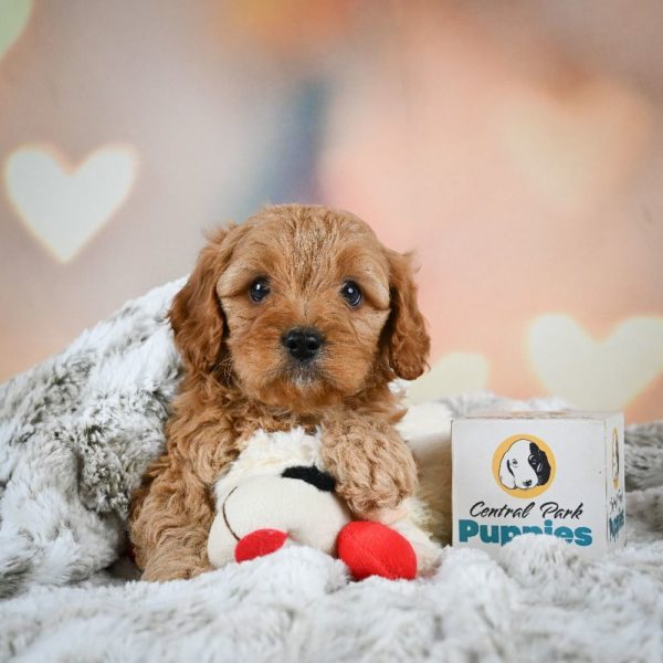 F1b Cavapoo Puppy for Sale