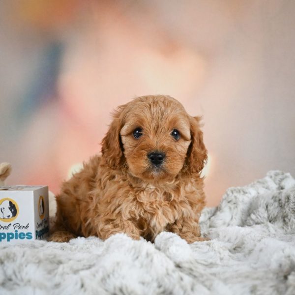 F1b Cavapoo Puppy for Sale