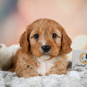 F1b Cavapoo Puppy for Sale