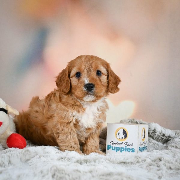 F1b Cavapoo Puppy for Sale