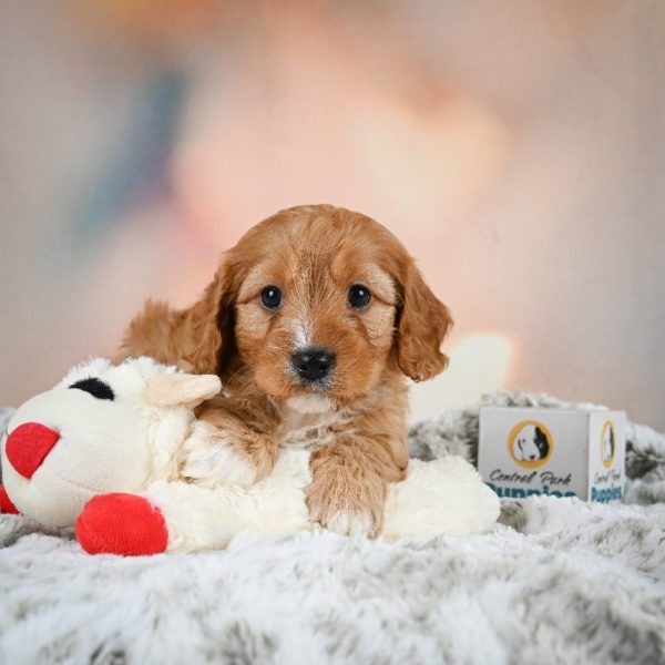 F1b Cavapoo Puppy for Sale