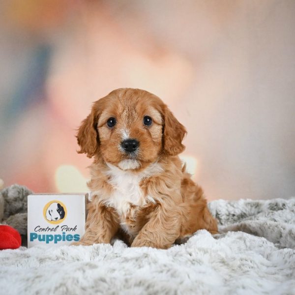 F1b Cavapoo Puppy for Sale