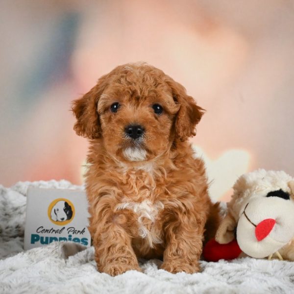 F1b Cavapoo Puppy for Sale