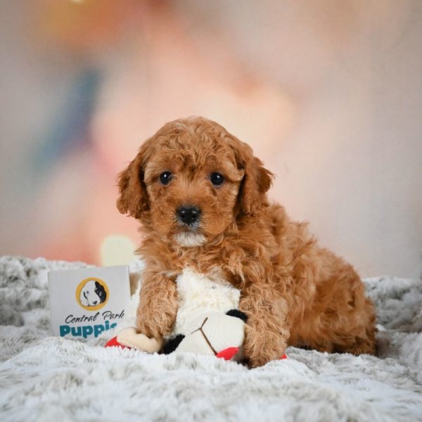 F1b Cavapoo Puppy for Sale