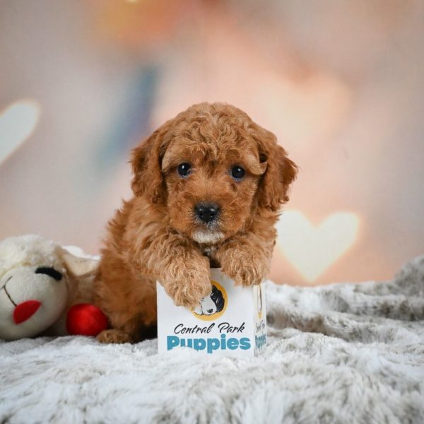 F1b Cavapoo Puppy for Sale