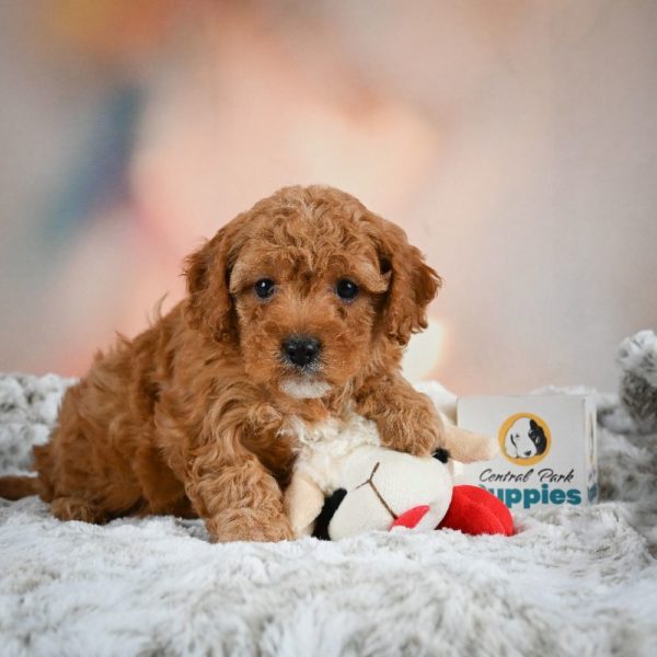 F1b Cavapoo Puppy for Sale