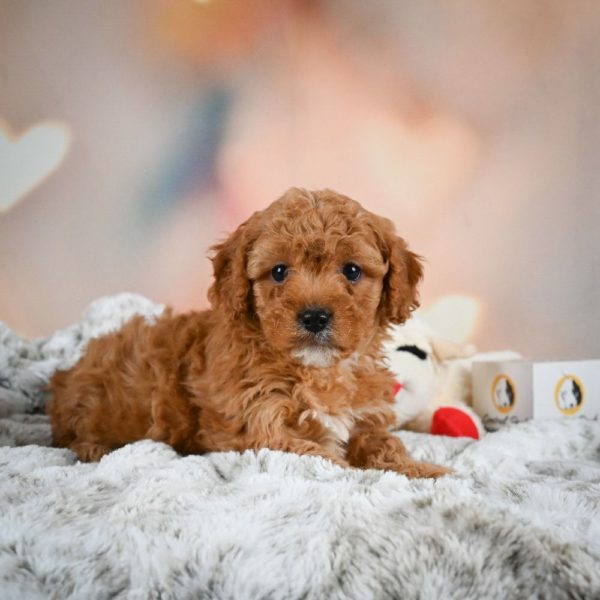 F1b Cavapoo Puppy for Sale