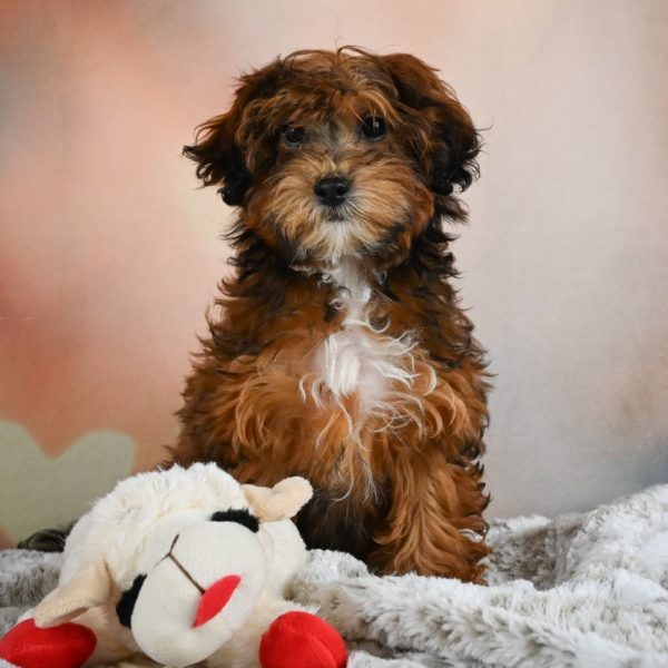 Shihpoo Puppy for Sale