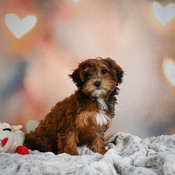 Shihpoo Puppy for Sale