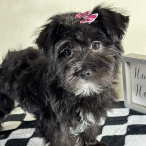 F1 Morkie Puppy for Sale