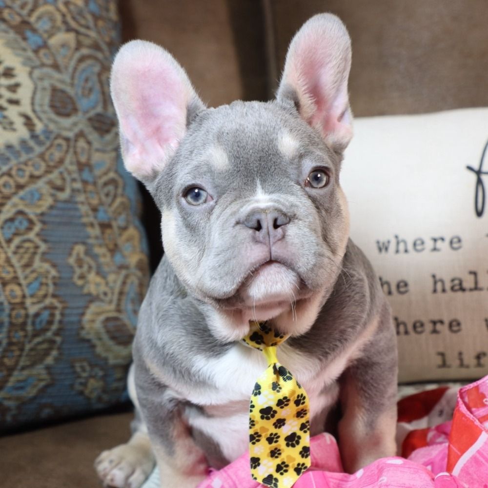 French Bulldog Puppy for Sale in NYC