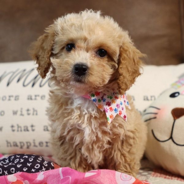 F1b Cockapoo Puppy for Sale