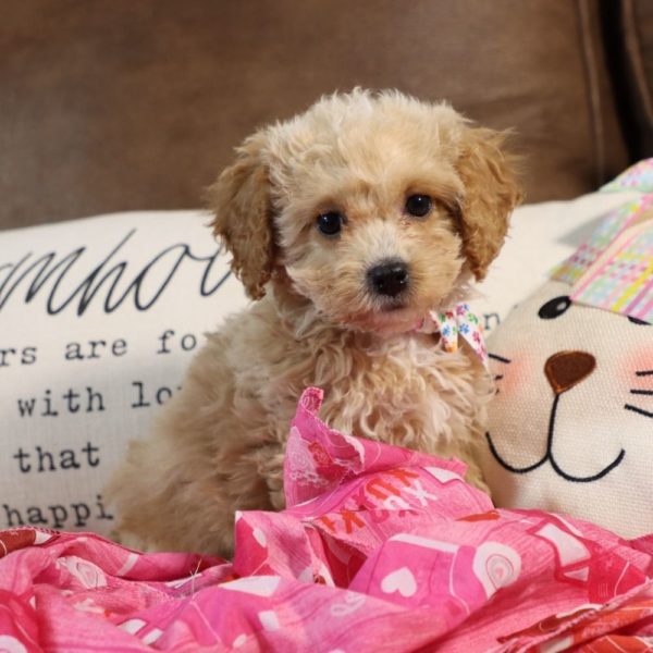 F1b Cockapoo Puppy for Sale