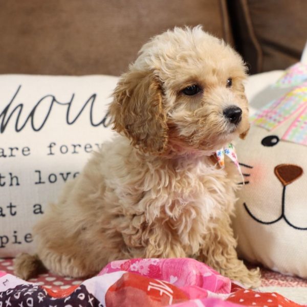 F1b Cockapoo Puppy for Sale