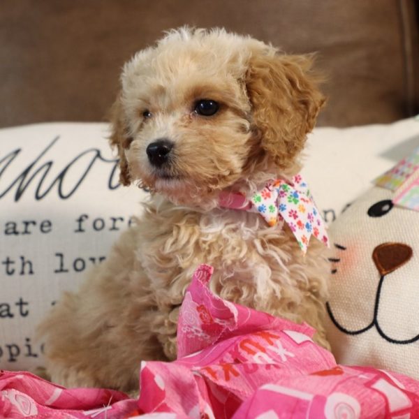 F1b Cockapoo Puppy for Sale