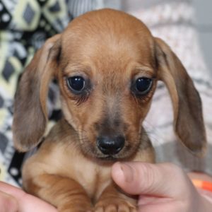Mini Dachshund Puppy for Sale