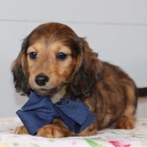 Mini Dachshund Puppy for Sale
