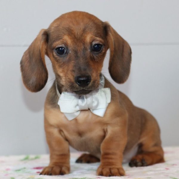 Mini Dachshund Puppy for Sale