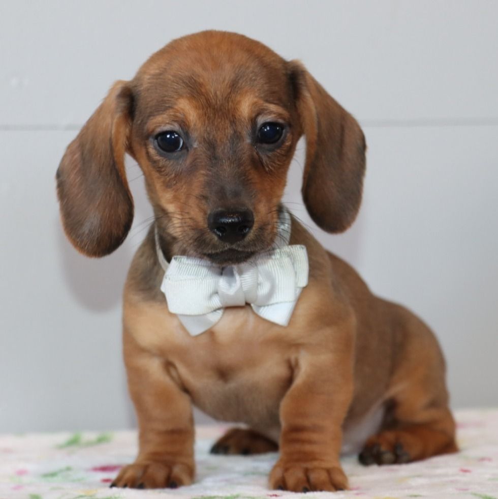 Mini Dachshund Puppy for Sale in NYC