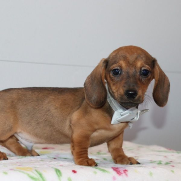 Mini Dachshund Puppy for Sale