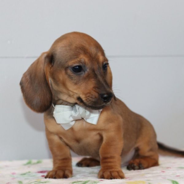 Mini Dachshund Puppy for Sale