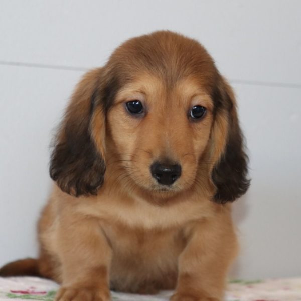 Mini Dachshund Puppy for Sale