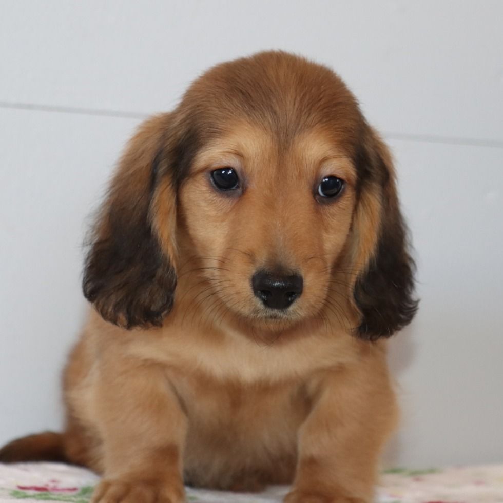 Mini Dachshund Puppy for Sale in NYC