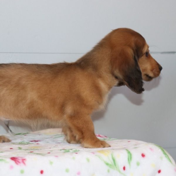 Mini Dachshund Puppy for Sale