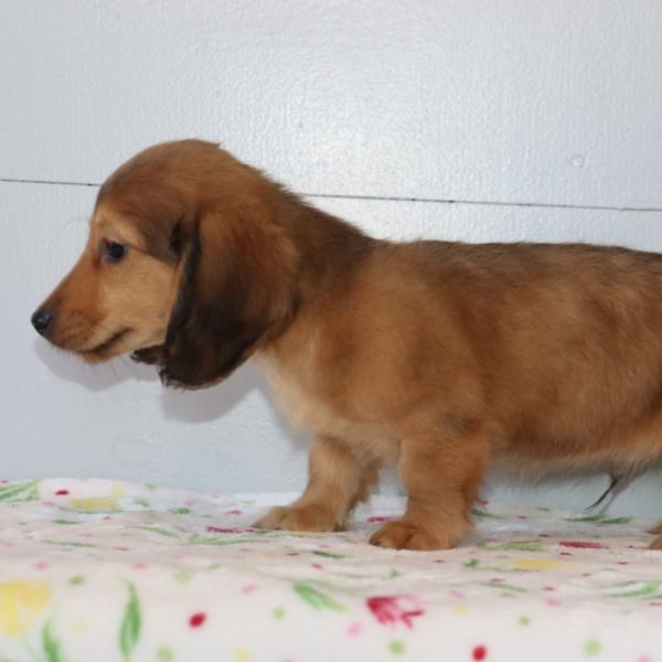 Mini Dachshund Puppy for Sale