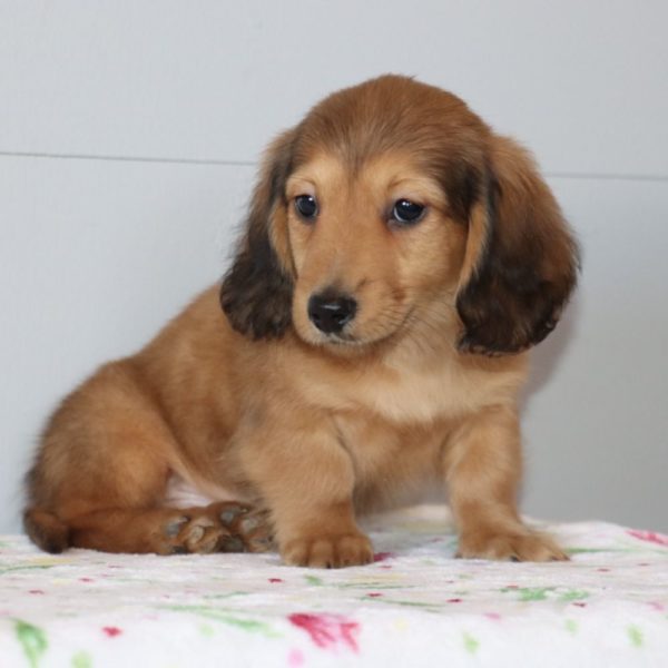 Mini Dachshund Puppy for Sale