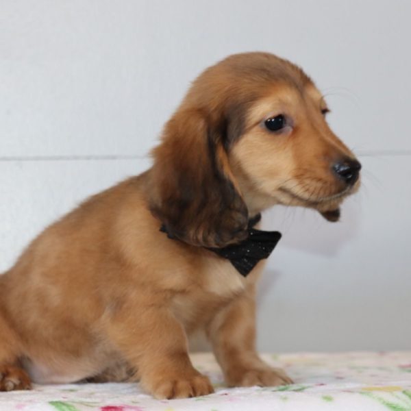 Mini Dachshund Puppy for Sale