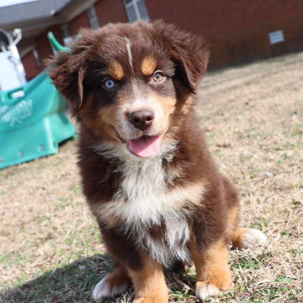 Miniature Australian Shepherd Puppy for Sale in NYC