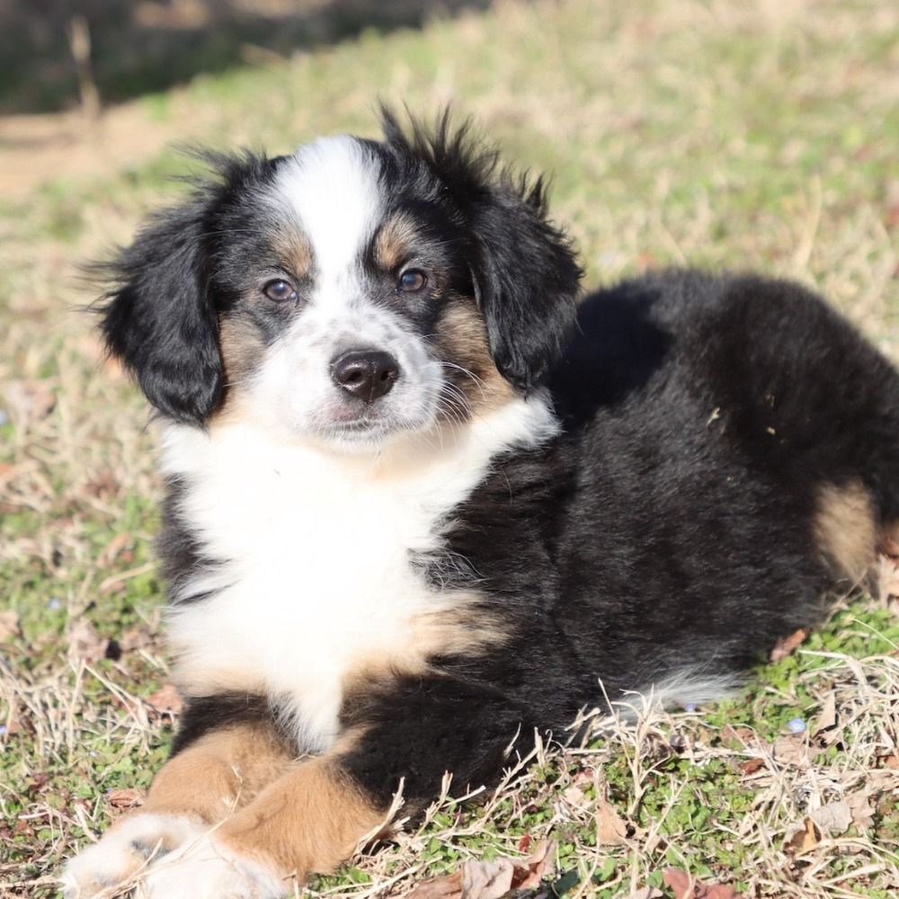 Miniature Australian Shepherd Puppy for Sale in NYC