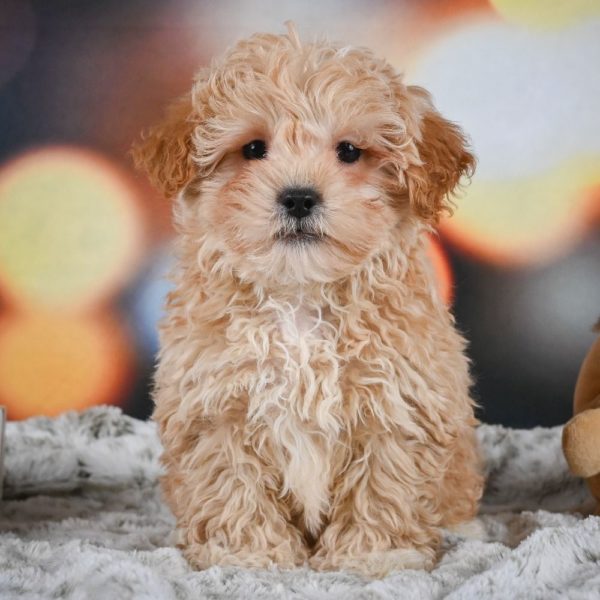 F1 Shihpoo Puppy for Sale