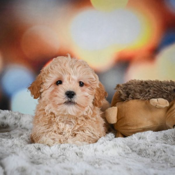 F1 Shihpoo Puppy for Sale