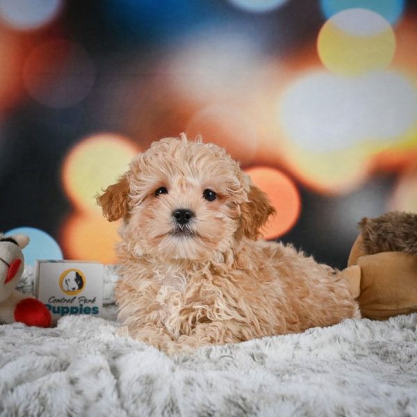 F1 Shihpoo Puppy for Sale