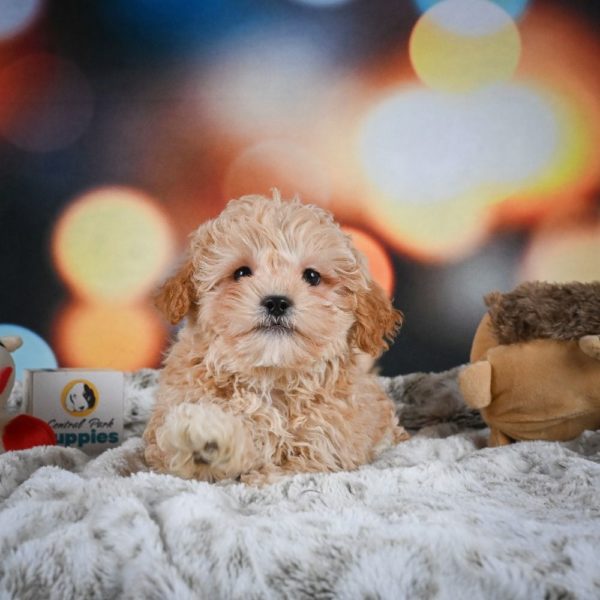 F1 Shihpoo Puppy for Sale