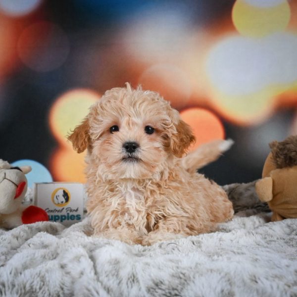 F1 Shihpoo Puppy for Sale