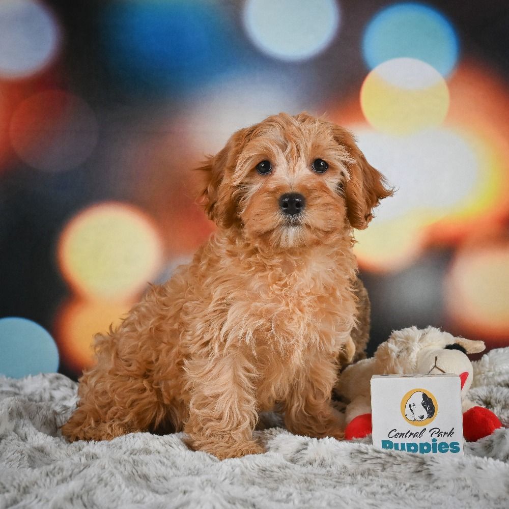 F1 Cavapoo Puppy for Sale in NYC