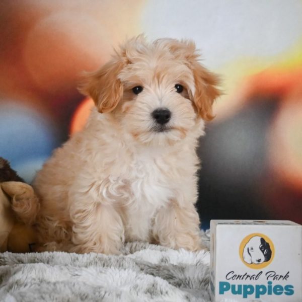 F1 Maltipoo Puppy for Sale