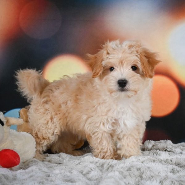 F1 Maltipoo Puppy for Sale