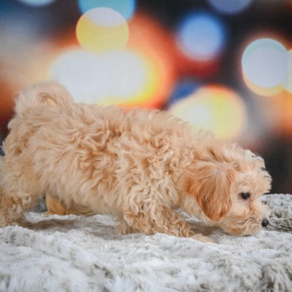 F1 Maltipoo Puppy for Sale