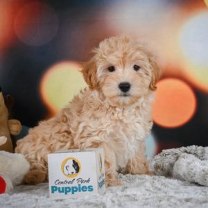 F1 Maltipoo Puppy for Sale