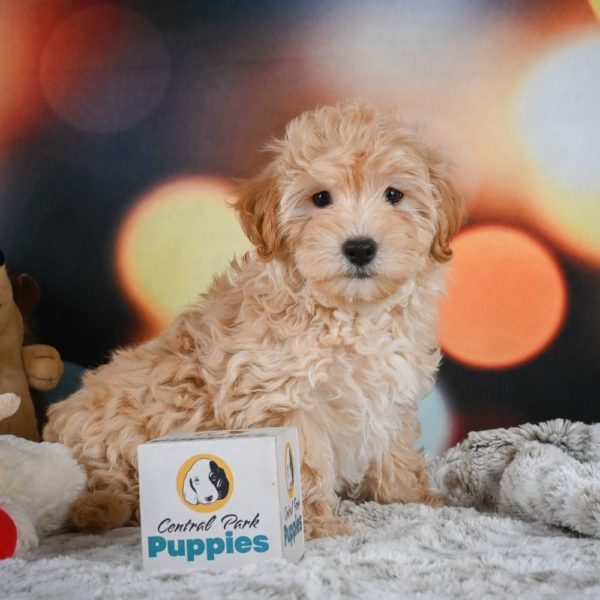 F1 Maltipoo Puppy for Sale