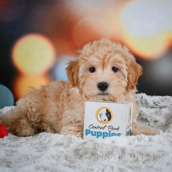 F1 Maltipoo Puppy for Sale
