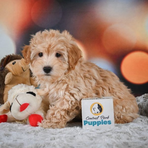 F1 Maltipoo Puppy for Sale