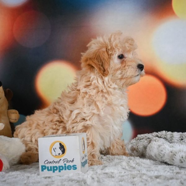 F1 Maltipoo Puppy for Sale