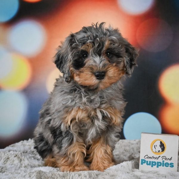 F1b Cockapoo Puppy for Sale