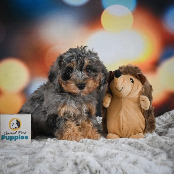 F1b Cockapoo Puppy for Sale