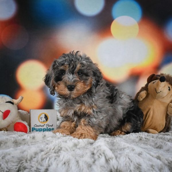 F1b Cockapoo Puppy for Sale